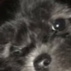 Meet your Posher, Chloe